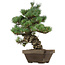 Pinus parviflora, 49 cm, ± 35 Jahre alt, mit einem Wurzelansatz von 10 cm