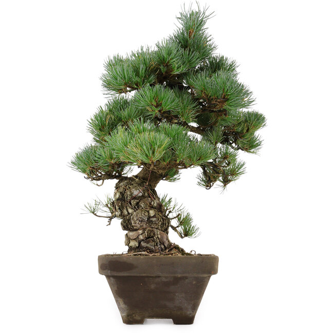 Pinus parviflora, 49 cm, ± 35 Jahre alt, mit einem Wurzelansatz von 10 cm