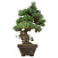 Pinus parviflora, 49 cm, ± 35 jaar oud, met een nebari van 10 cm.