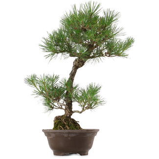 Pinus thunbergii, 63 cm, ± 35 Jahre alt