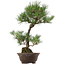 Pinus thunbergii, 63 cm, ± 35 años, con un nebari de 14 cm.