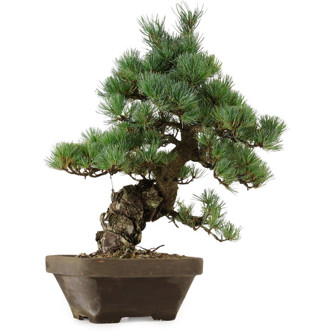 Pinus parviflora, 49 cm, ± 35 Jahre alt, mit einem Wurzelansatz von 10 cm