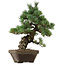 Pinus parviflora, 49 cm, ± 35 years old, with a nebari of 10 cm