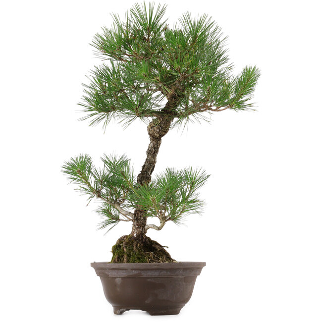 Pinus thunbergii, 63 cm, ca. 35 Jahre alt, mit einem Wurzelhals von 14 cm