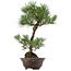 Pinus thunbergii, 63 cm, ± 35 ans, avec un nebari de 14 cm