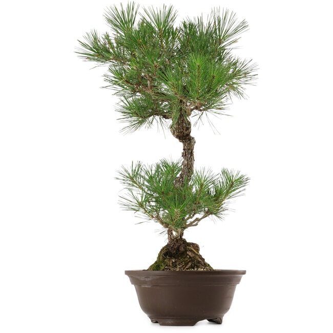 Pinus thunbergii, 63 cm, ± 35 anni, con nebari di 14 cm