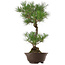Pinus thunbergii, 63 cm, ca. 35 Jahre alt, mit einem Wurzelhals von 14 cm