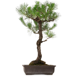 Pinus thunbergii, 80 cm, ± 35 años de edad