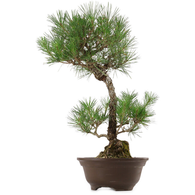 Pinus thunbergii, 63 cm, ± 35 anni, con nebari di 14 cm