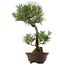 Pinus thunbergii, 63 cm, ± 35 years old, with a nebari of 14 cm