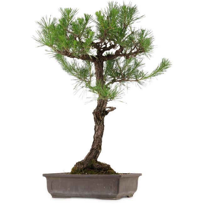 Pinus thunbergii, 80 cm, ± 35 anni, con nebari di 23 cm