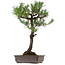 Pinus thunbergii, 80 cm, ± 35 años, con un nebari de 23 cm.