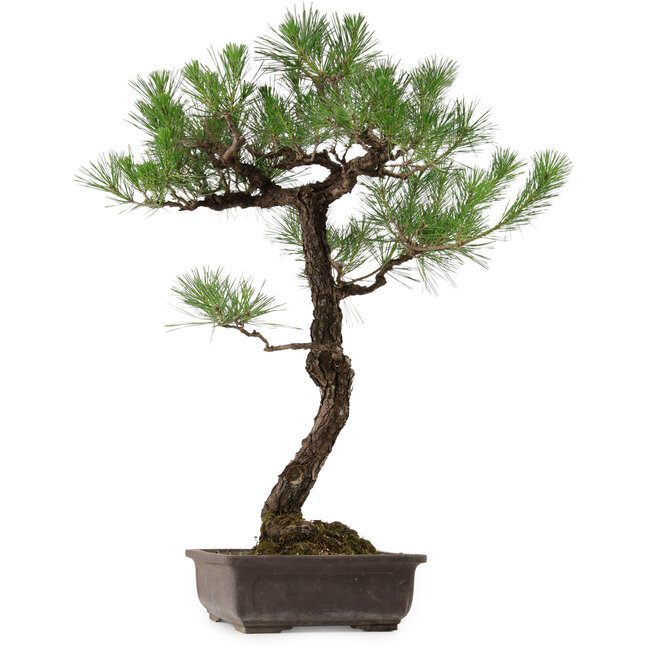Pinus thunbergii, 80 cm, ± 35 years old, with a nebari of 23 cm