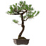 Pinus thunbergii, 80 cm, ca. 35 Jahre alt, mit einem Wurzelhals von 23 cm