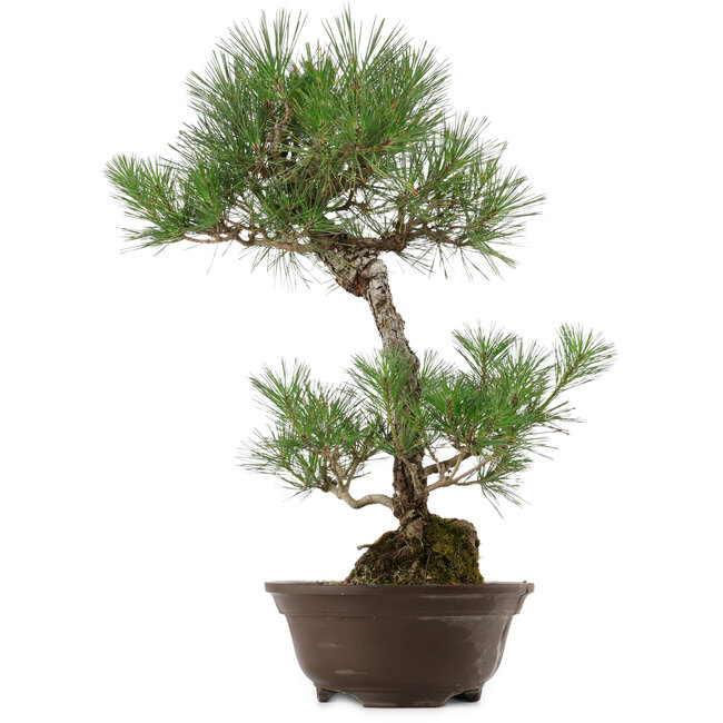 Pinus thunbergii, 63 cm, ± 35 años, con un nebari de 14 cm.