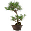 Pinus thunbergii, 63 cm, ± 35 jaar oud, met een nebari van 14 cm.