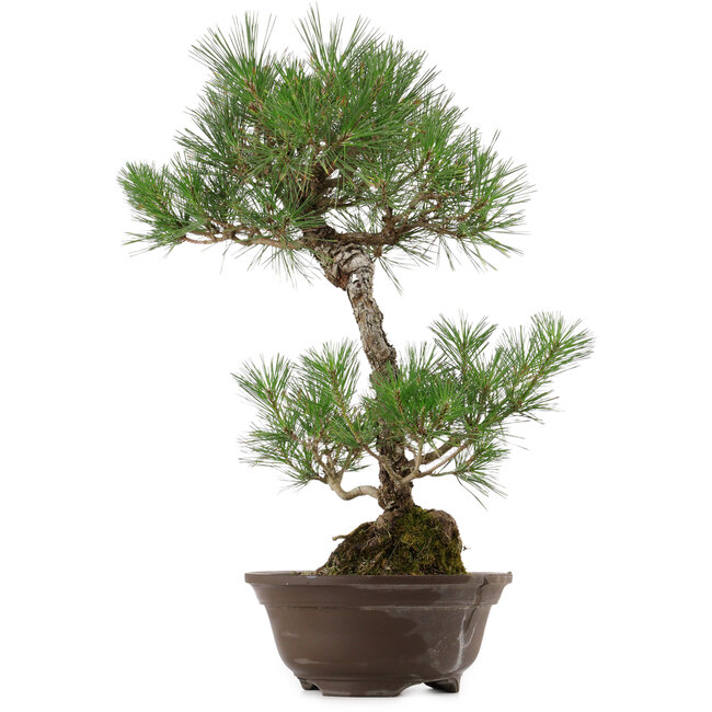 Pinus thunbergii, 63 cm, ± 35 años, con un nebari de 14 cm.