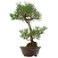 Pinus thunbergii, 63 cm, ± 35 años, con un nebari de 14 cm.