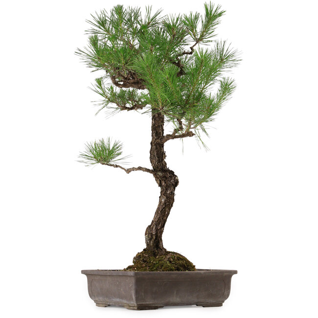 Pinus thunbergii, 80 cm, ca. 35 Jahre alt, mit einem Wurzelhals von 23 cm