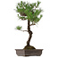 Pinus thunbergii, 80 cm, ± 35 jaar oud, met een nebari van 23 cm.