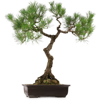 Pinus thunbergii, 75 cm, ± 35 años de edad