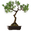 Pinus thunbergii, 75 cm, ± 35 jaar oud, met een nebari van 23 cm.