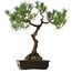 Pinus thunbergii, 75 cm, ± 35 years old, with a nebari of 23 cm