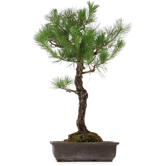 Pinus thunbergii, 80 cm, ± 35 años, con un nebari de 23 cm.