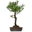 Pinus thunbergii, 80 cm, ± 35 años, con un nebari de 23 cm.