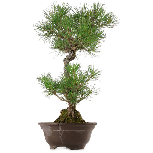Pinus thunbergii, 63 cm, ± 35 años, con un nebari de 14 cm.