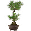 Pinus thunbergii, 63 cm, ca. 35 Jahre alt, mit einem Wurzelhals von 14 cm