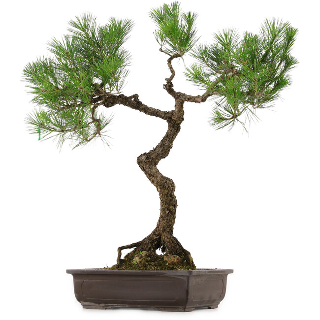Pinus thunbergii, 75 cm, ± 35 years old, with a nebari of 23 cm