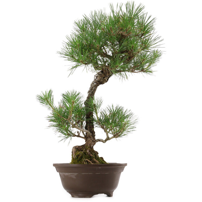 Pinus thunbergii, 63 cm, ± 35 ans, avec un nebari de 14 cm