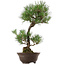 Pinus thunbergii, 63 cm, ± 35 años, con un nebari de 14 cm.
