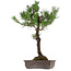 Pinus thunbergii, 80 cm, ca. 35 Jahre alt, mit einem Wurzelhals von 23 cm