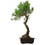 Pinus thunbergii, 75 cm, ± 35 años, con un nebari de 23 cm.