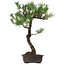Pinus thunbergii, 80 cm, ca. 35 Jahre alt, mit einem Wurzelhals von 23 cm