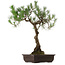 Pinus thunbergii, 75 cm, ± 35 years old, with a nebari of 23 cm