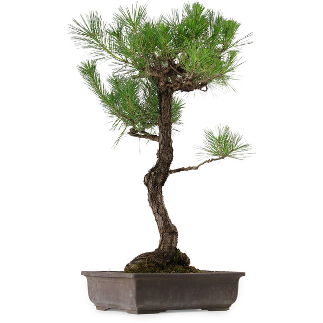 Pinus thunbergii, 80 cm, ± 35 years old, with a nebari of 23 cm
