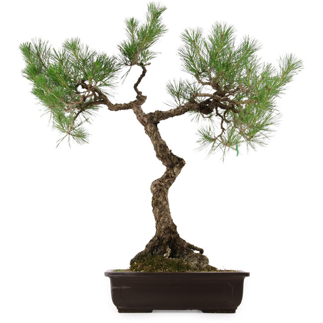 Pinus thunbergii, 75 cm, ± 35 years old, with a nebari of 23 cm