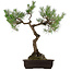 Pinus thunbergii, 75 cm, ± 35 jaar oud, met een nebari van 23 cm.