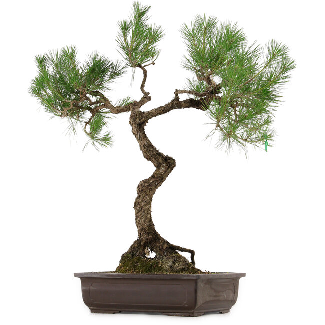 Pinus thunbergii, 75 cm, ± 35 años, con un nebari de 23 cm.
