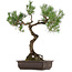 Pinus thunbergii, 75 cm, ± 35 años, con un nebari de 23 cm.