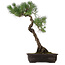 Pinus thunbergii, 70 cm, ca. 35 Jahre alt, mit einem Wurzelhals von 16 cm