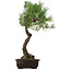 Pinus thunbergii, 75 cm, ± 35 años, con un nebari de 23 cm.