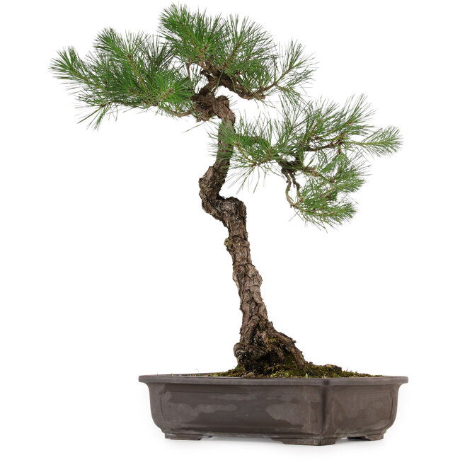 Pinus thunbergii, 70 cm, ca. 35 Jahre alt, mit einem Wurzelhals von 16 cm
