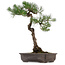 Pinus thunbergii, 70 cm, ca. 35 Jahre alt, mit einem Wurzelhals von 16 cm