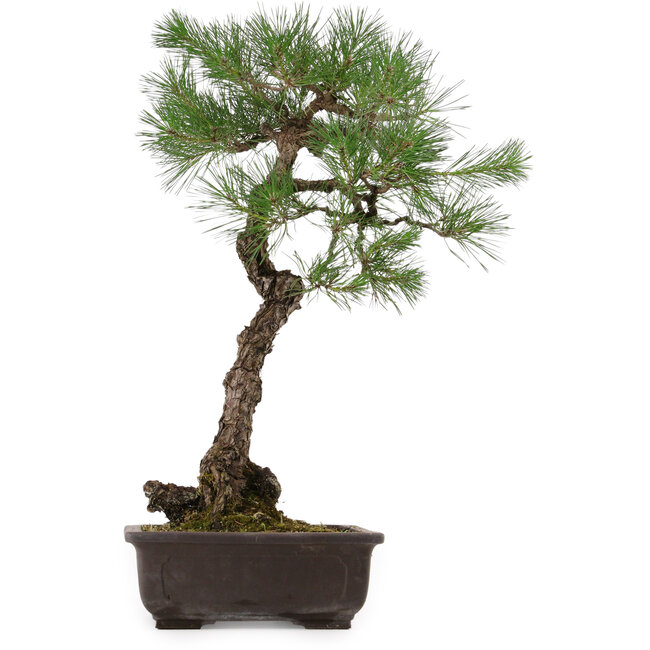 Pinus thunbergii, 70 cm, ca. 35 Jahre alt, mit einem Wurzelhals von 16 cm