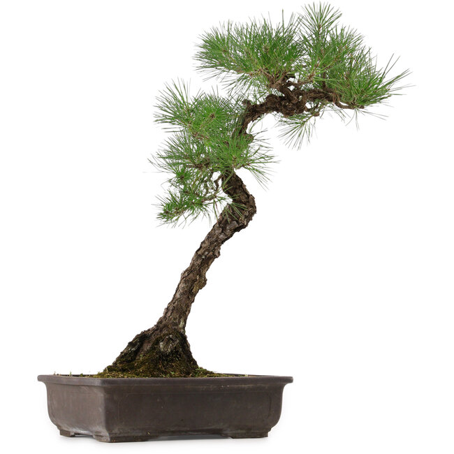 Pinus thunbergii, 70 cm, ca. 35 Jahre alt, mit einem Wurzelhals von 16 cm