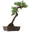 Pinus thunbergii, 70 cm, ± 35 years old, with a nebari of 16 cm